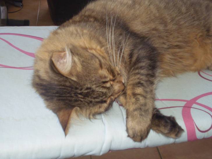 Azrael - Mâle (4 ans)