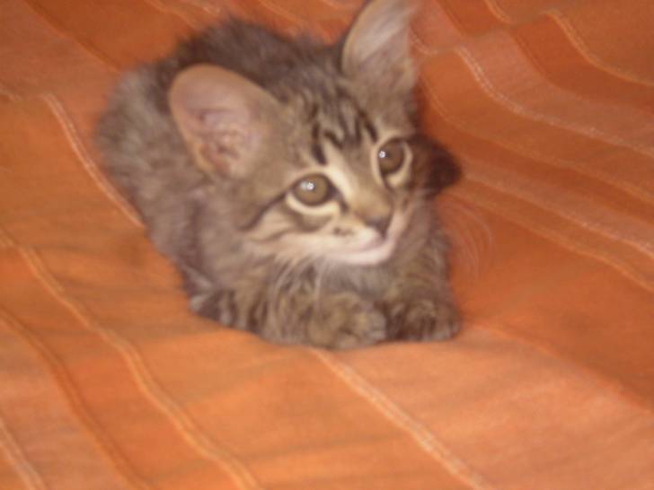 Azrael - Mâle (4 ans)