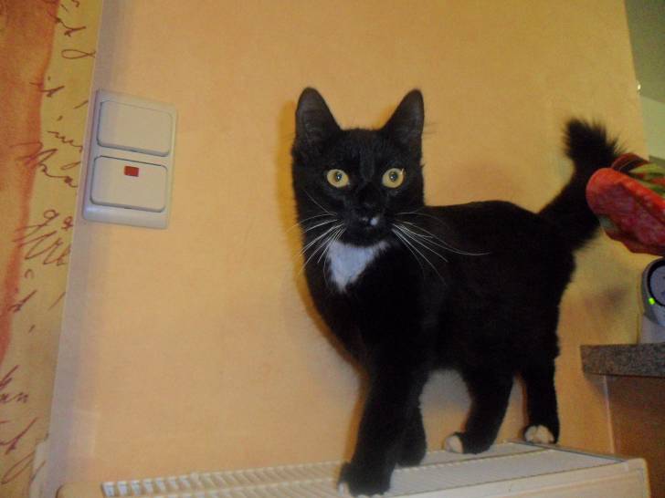 GRIP - Mâle (2 ans)