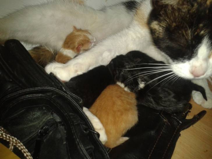 Lila et ses 5 bébés -