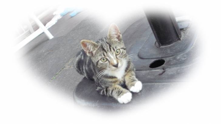 lenny - Mâle (7 mois)
