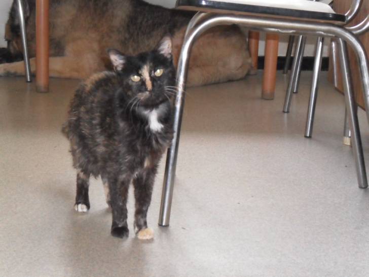 Beuffy - Mâle (5 ans)