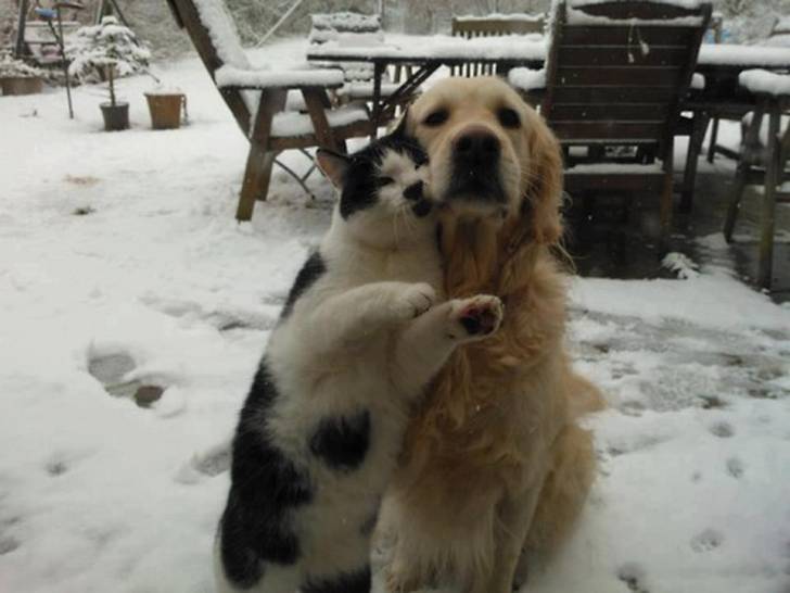 chat&chien -