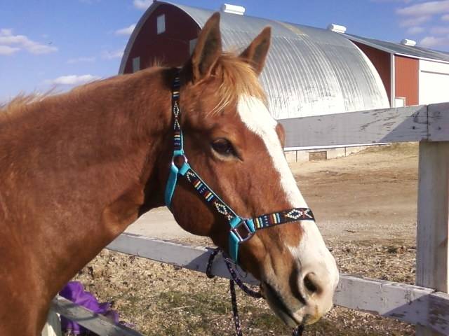 Charlie - Mâle (13 ans)