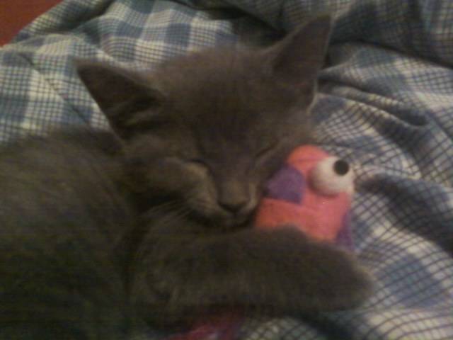 Ember - (3 mois)
