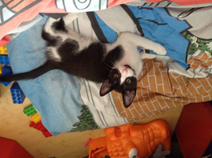 Thomas - Mâle (3 mois)