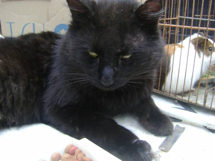 Jayro - Mâle (5 ans)