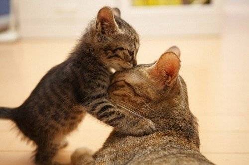 Nami e Shila - (2 mois)