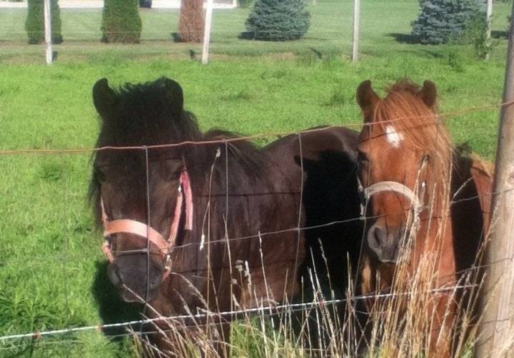 Molly and Rosie - (Autre)