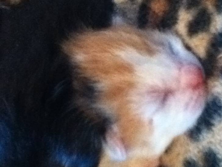 Baby -