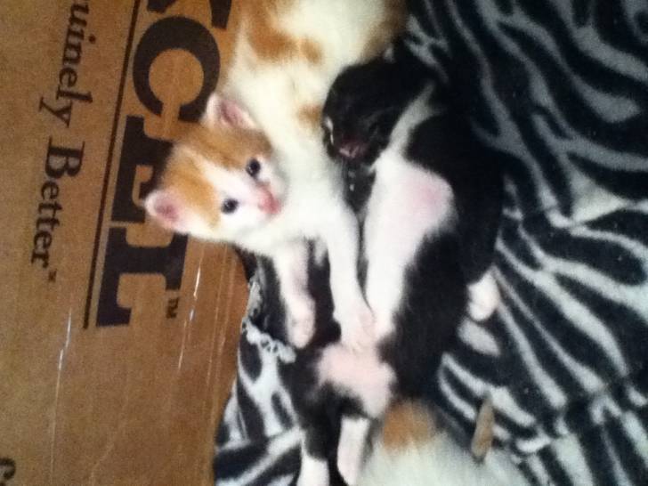 Baby - (1 mois)