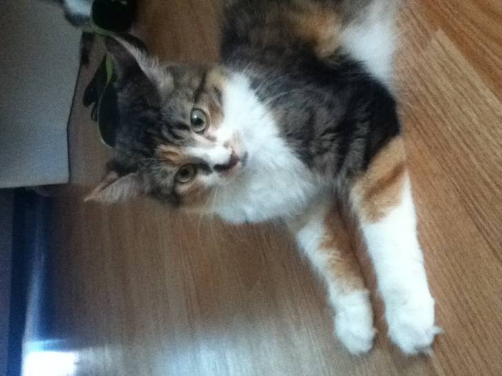 Caramel - (2 ans)