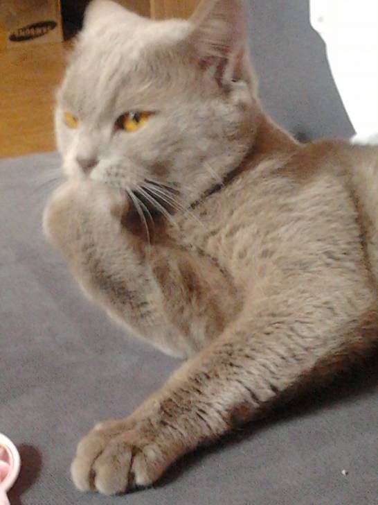 Pouspoussse - Mâle (3 ans)