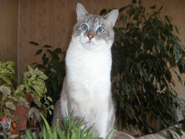 belle -