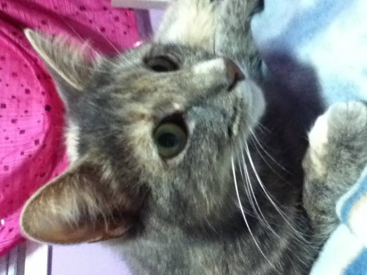 Willow - (2 ans)