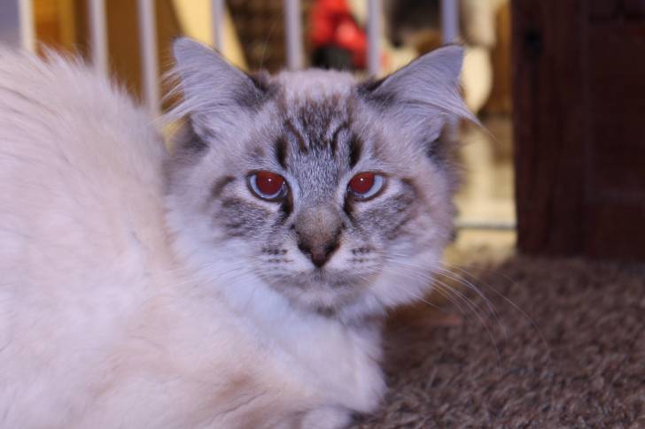 CLAY - Mâle (2 ans)
