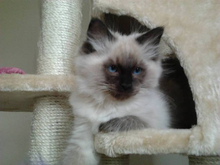 Iris - (6 mois)