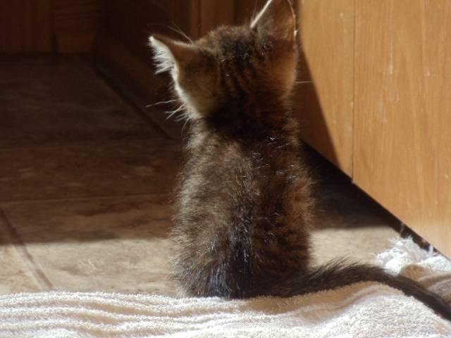 Timmy - Mâle (11 mois)