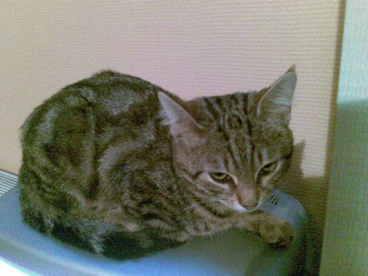 baky - Mâle (2 ans)