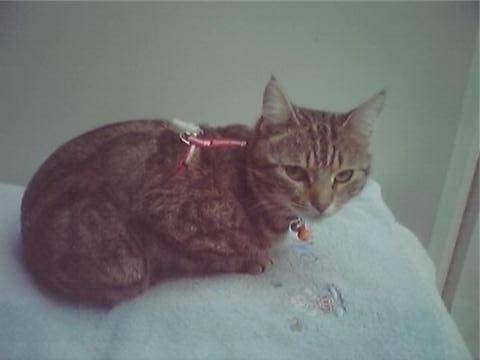 baky - Mâle (10 mois)