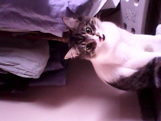 lilou - (7 mois)
