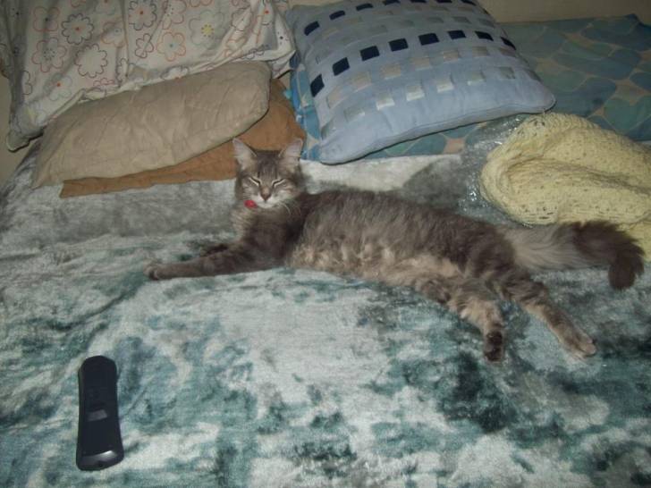 Michi - Mâle (7 mois)