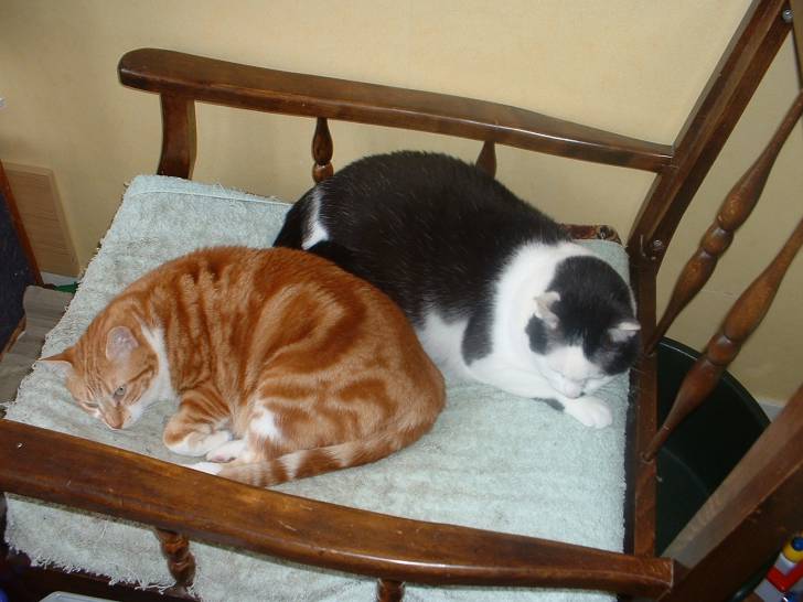 Juju et Bébé Minou - Mâle (13 ans)