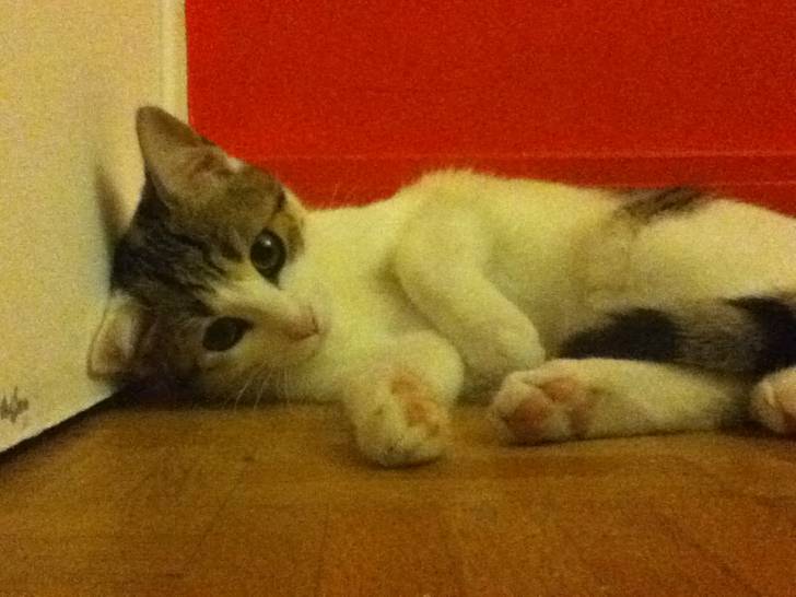 Cokkie - (4 mois)