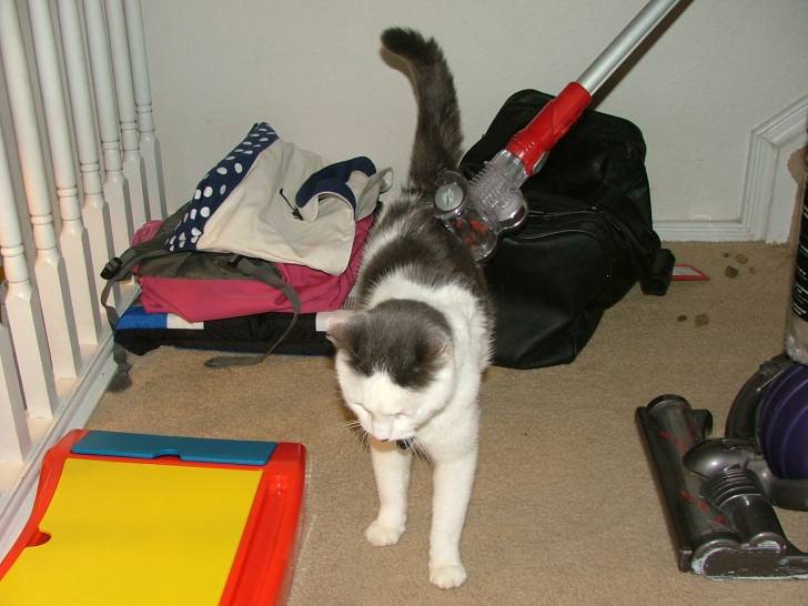 Smudge - Mâle (20 ans)