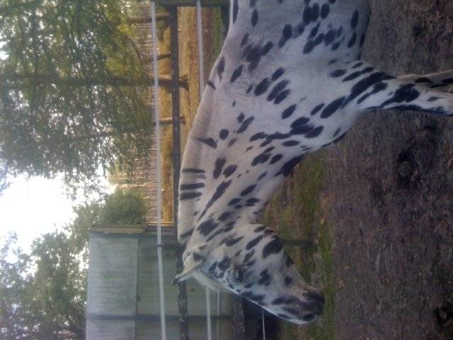 randall - Mâle (3 ans)