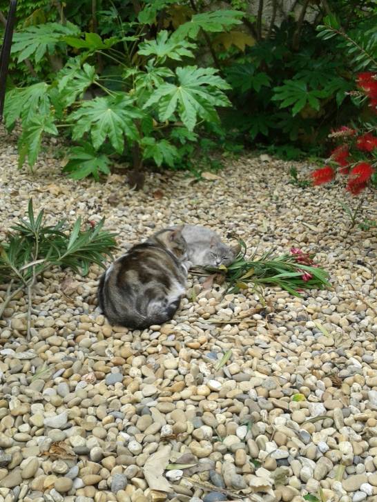 momo & cerise -