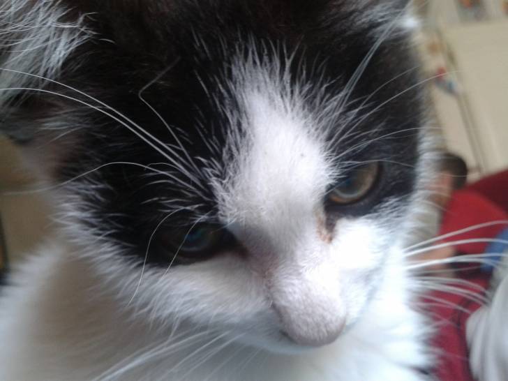 Mikey - Mâle (5 mois)