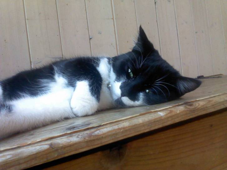 Ma Chippie - (2 ans)