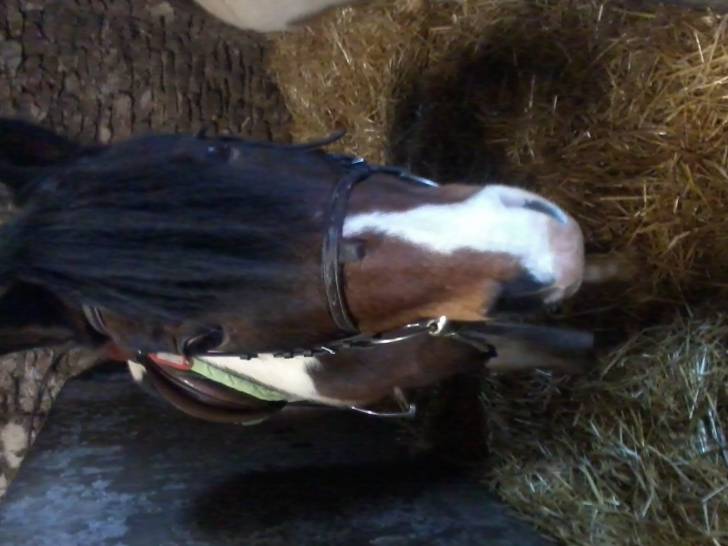 Jupiter - Mâle (12 ans)