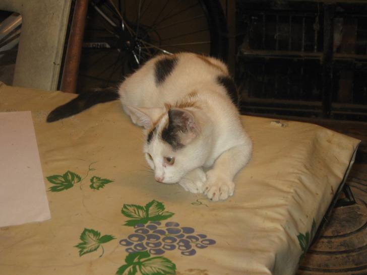 Tagada - (3 mois)