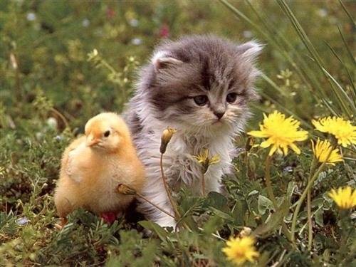 chaton et poussin - Mâle (3 mois)