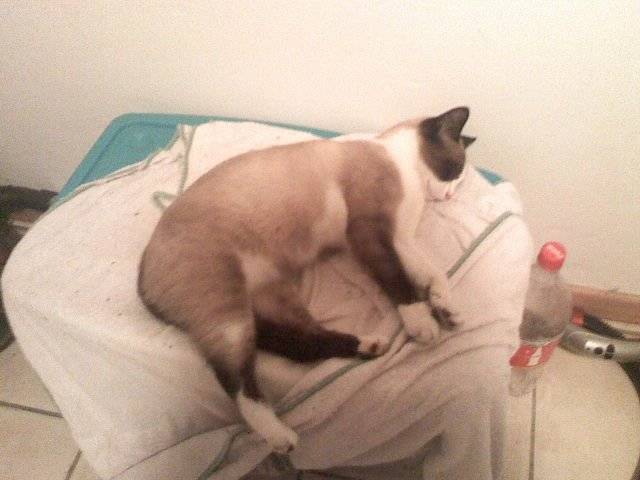 nala mon bebe - (4 ans)