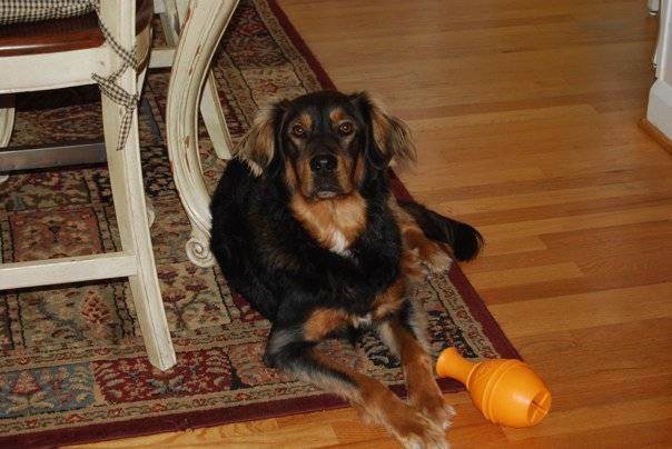 Bella - (2 ans)