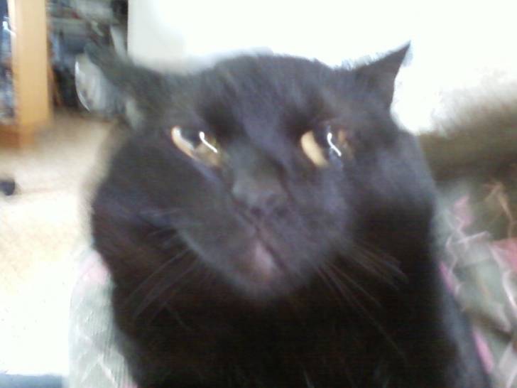 smokee - Mâle (3 ans)