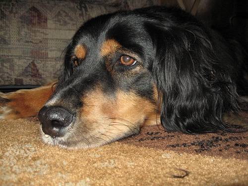 Bella - (2 ans)