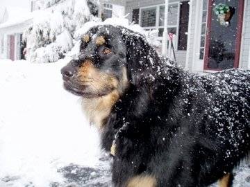 Bella - (2 ans)