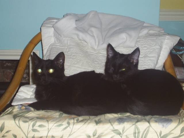 darcy and georgie - (4 mois)