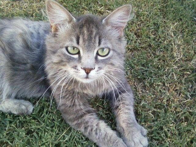 Gino - Mâle (2 ans)