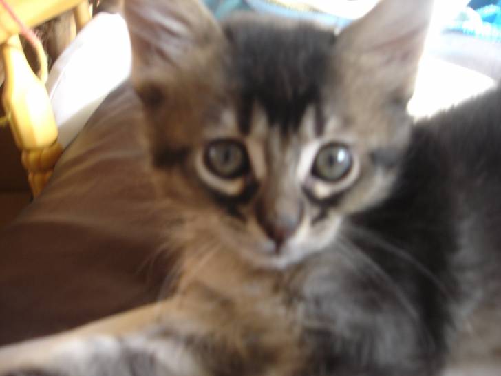 Billy - Mâle (1 mois)