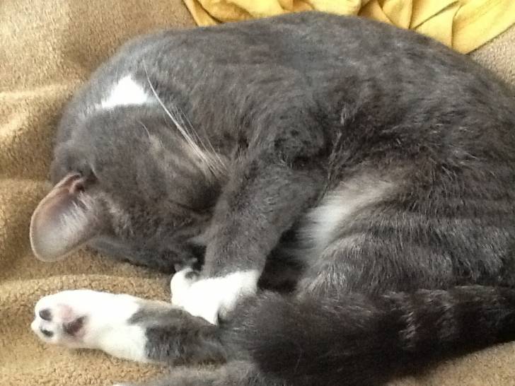 Molly - (2 ans)