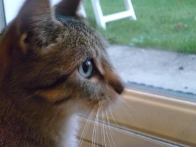 Sacha - Mâle (3 ans)