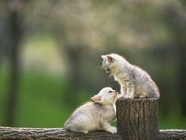 Gatitos - Mâle (3 mois)
