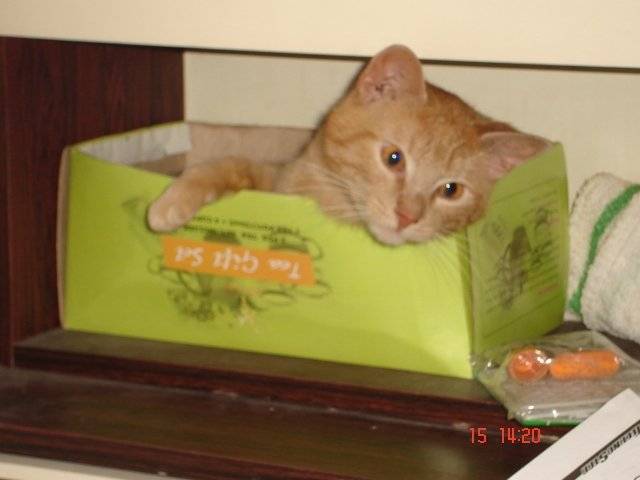 Ramirez - Mâle (8 ans)