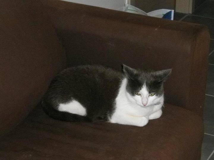 Pistache - (5 ans)