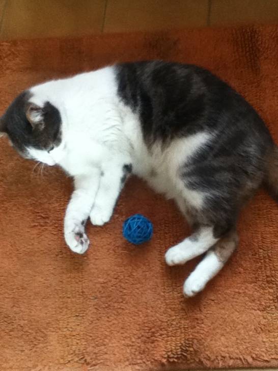 Gribouille - Mâle (8 ans)